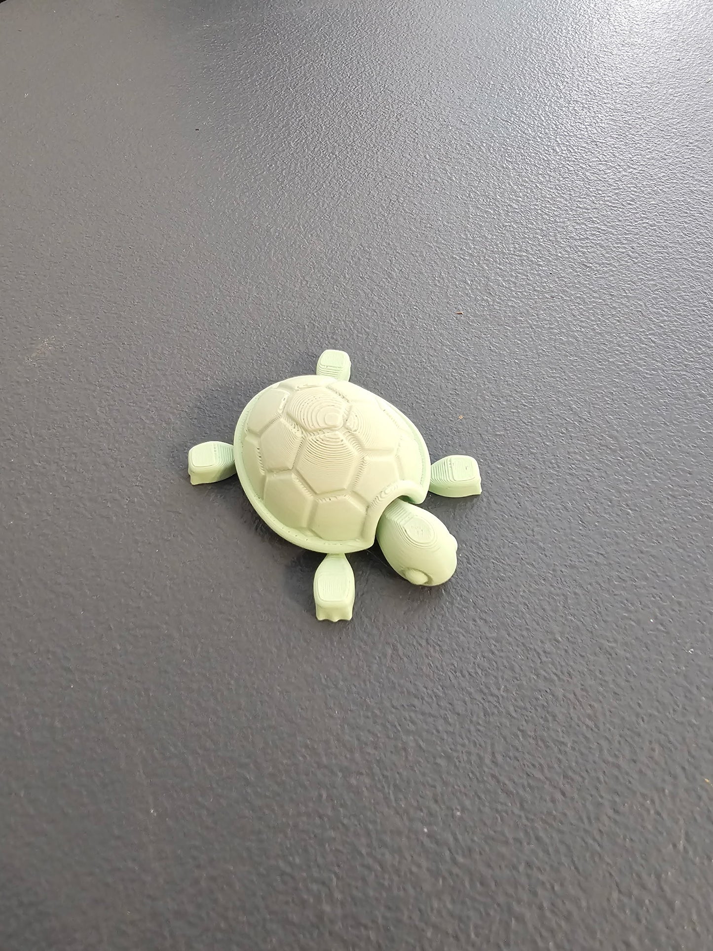 Baby Turtles